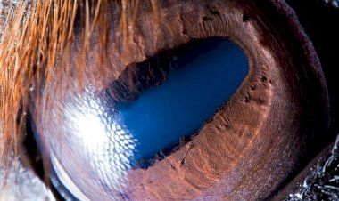 Как выглядят глаза разных животных