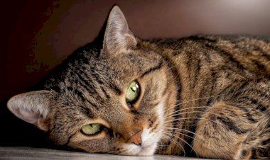 5 фактов о кошках