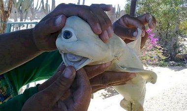 5 удивительных уловов рыбаков