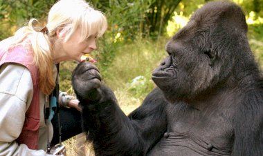 Горилла Коко - обезьяна, умеющая говорить