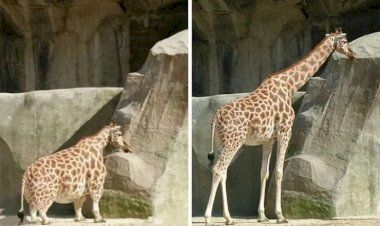 9 удивительных фото, оказавшихся фейками