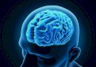 В мозгу нет болевых рецепторов: 10 удивительных фактов о нашем сером веществе