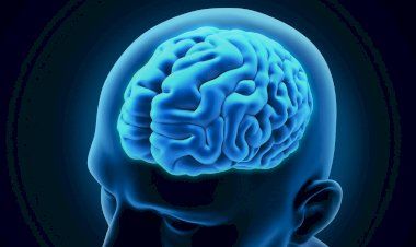 В мозгу нет болевых рецепторов: 10 удивительных фактов о нашем сером веществе