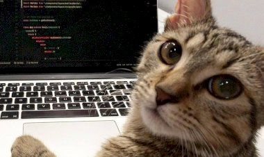 Коты, которые не стали сидеть на шее хозяев и устроились на работу