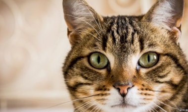 Почему кошки мурлыкают?