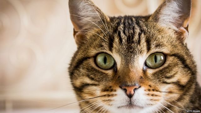 Почему кошки мурлыкают?