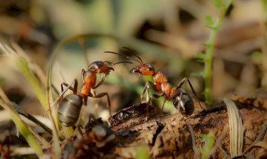 Interesting facts about ants