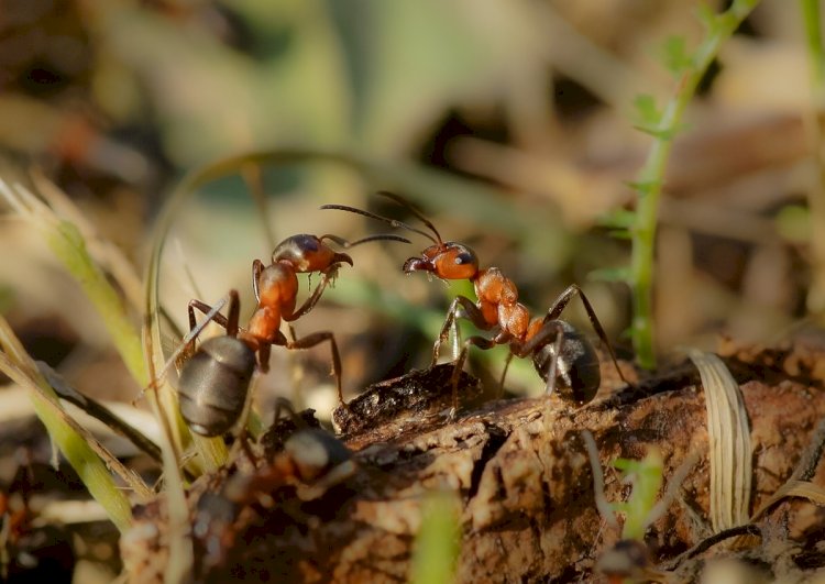 Interesting facts about ants