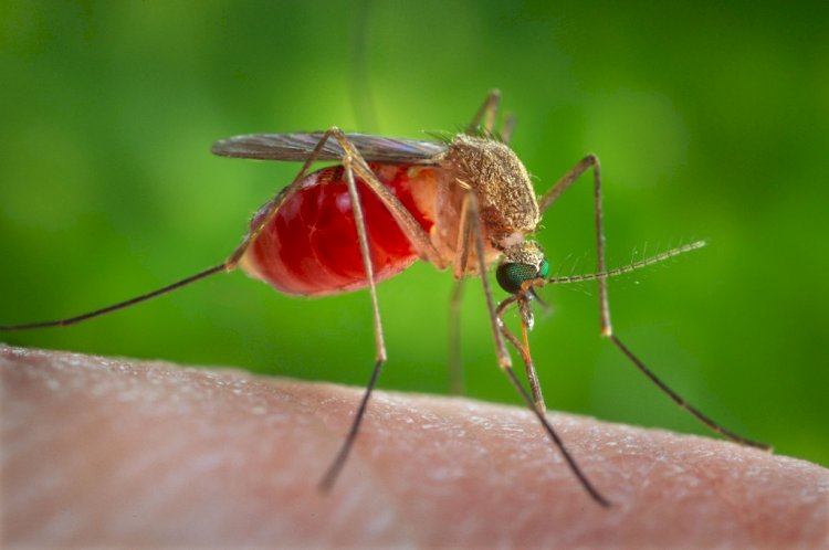 Why do mosquitoes bite some people and do not notice others?