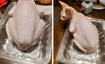 Кот похожий на курицу