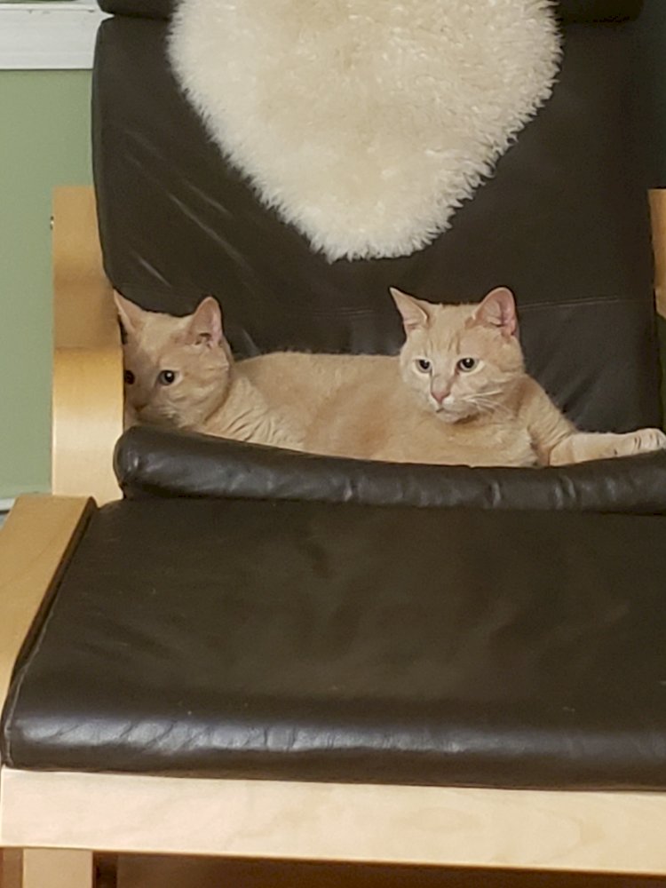 Двухголовый кот