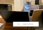Коты, которые устроились на работу