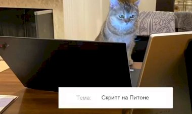 Коты, которые устроились на работу