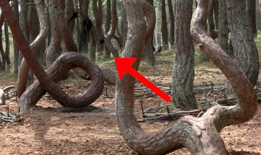 The mystery of the "dancing" forest