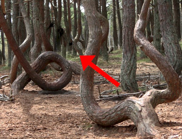 Le mystère de la forêt "dansante"