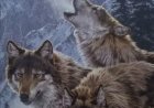 Как живут волки