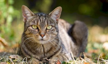 Кошка - тоже тигр