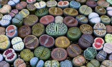 Что такое живые камни?