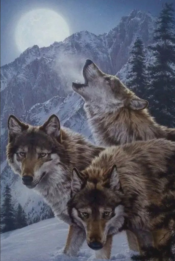 Как живут волки