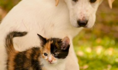 Животные стали людьми, а люди?