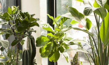 Комнатные растения - это всегда интересно