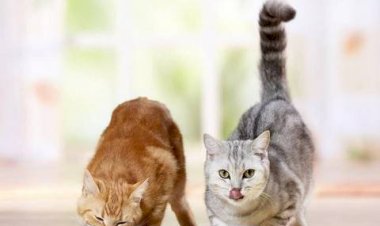 Как выбрать корм для кошки или кота?