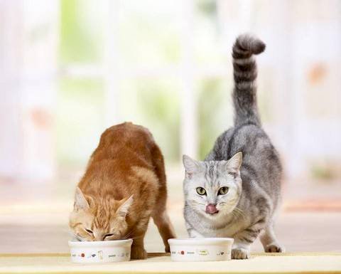Как выбрать корм для кошки или кота?