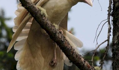 Про белую ворону