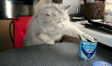 Кошки как шерстяные клоуны или источник наживы