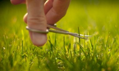 Что сажать на участке от сорняков?