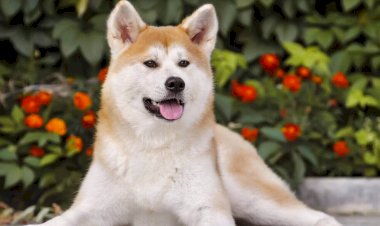 Собака Друг или Враг???