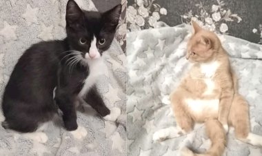 Как подружить кошку с котенком