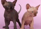 Уход за сфинксом