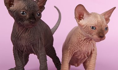 Уход за сфинксом