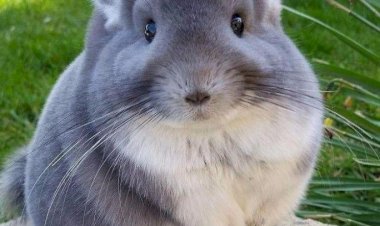 Правильный уход за шиншиллой