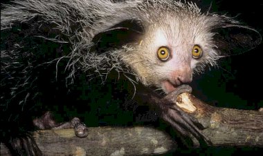 Интересные факты о животных