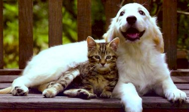 Жизнь с животными