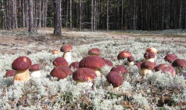 Самые частые ошибки грибников