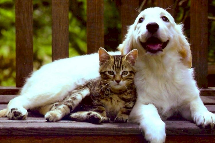 Жизнь с животными - IfBest