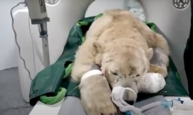 Животные в человеческих войнах