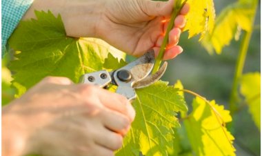 Когда и как обрезать декоративную лозу? Советы и рекомендации по успешному сбору урожая
