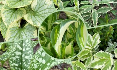 Как оживить тенистый уголок сада. 5 растений с вариегатным листом