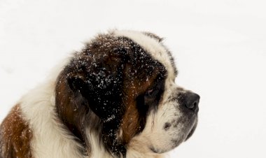 Что стоит купить в начале освоения сухого валяния, а от каких покупок лучше воздержаться