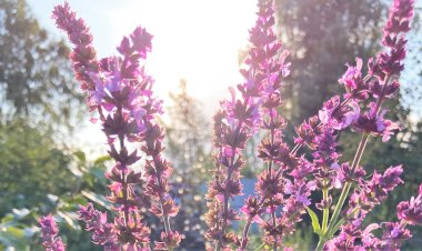 Цифровая лаванда - тренд сезона 2023. 10 цветов модных оттенков