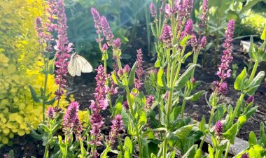 Шалфеи. Но не все шалфеи можно выращивать на приусадебных участках