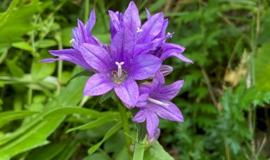 Как заполнить цветник без расходов на посадочный материал