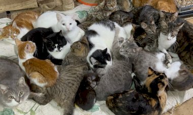 Кошачий приют в Одессе