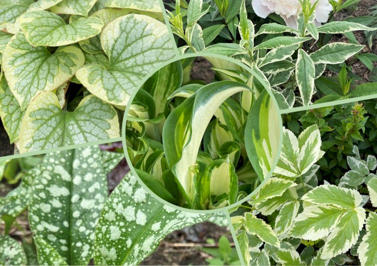 Как оживить тенистый уголок сада. 5 растений с вариегатным листом