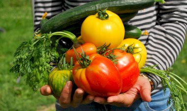 Что бы это значило? Шпаргалка терминов для любителей выращивания томатов