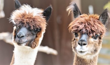 Альпака и лама - в чём разница? Черпаем вдохновение у флоры и фауны